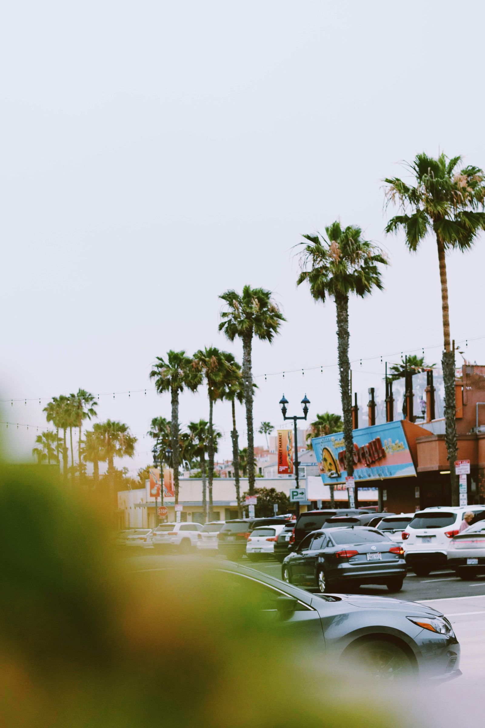 Palm-lined downtown street with shops